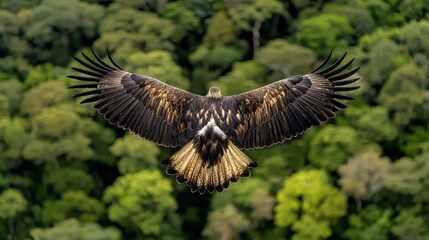 Obraz premium Majestic bird soaring above lush green forest landscape.