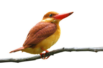Beautiful Ruddy Kingfisher isolated on transparent background png file