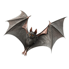 Cute Halloween Bat Illustration