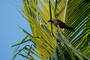A picture of a crow (Corvus) sitting in a coconut palm leaf