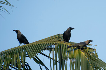 A picture of a crow (Corvus) sitting in a coconut palm leaf
