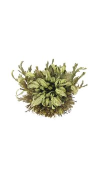 Time lapse of opening Rose of Jericho isolated on white background, top view, vertical orientation