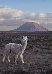 llama in the mountains © Amandine