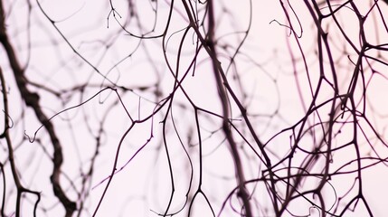 Obraz premium Silhouette of Fragile Bare Branches Against Light Background