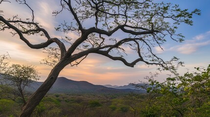 Contorted Tree Against Sunset Landscape