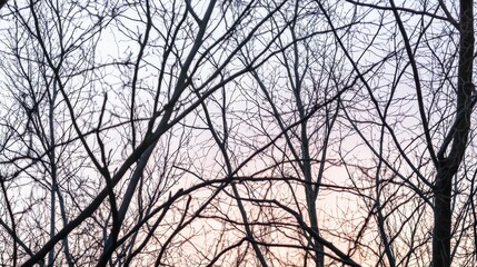 Leafless Branches with Sharp Focus at Sunset