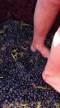 A lady stomping grapes barefoot.
