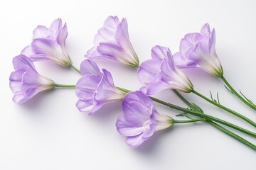 Five eustoma flowers are blooming on a pastel background