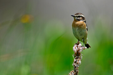 Whinchat // Braunkehlchen (Saxicola rubetra)