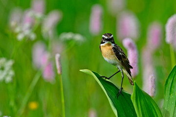 Braunkehlchen // Whinchat (Saxicola rubetra)