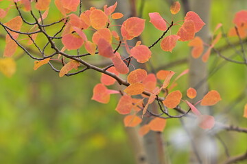 autumn leaves on a tree