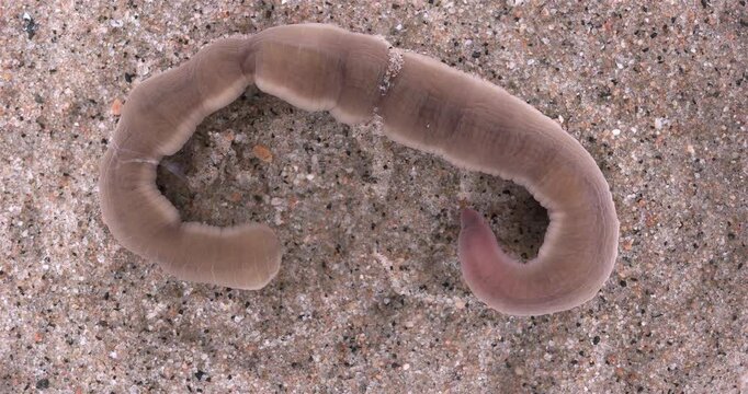 Nemertea worm, genus Cerebratulus sp. close-up, family Lineidae. Predator, feeds on mollusks and small crustaceans... White Sea