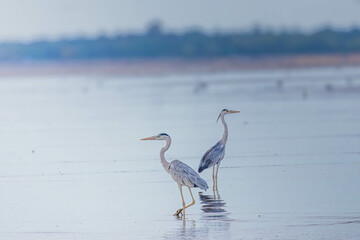 Grey Heron