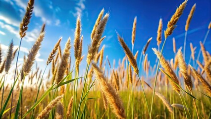 Obraz premium Field of tall grass with blue sky in background, extreme close-up