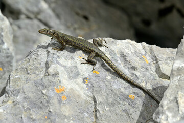 Mosoreidechse - Weibchen // Mosor rock lizard - female (Dinarolacerta mosorensis) - Kapetanovo jezero, Zurim-Gebirge, Montenegro