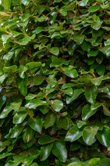 A vibrant and lush green wall of foliage. The dense, fresh leaves create a natural, organic texture perfect for backgrounds, eco-themed projects, and nature-inspired designs. 
