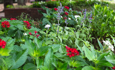 紫の花のある風景