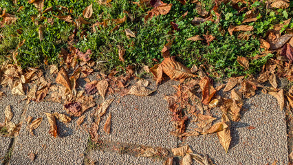 Autumn leaves on grass next to concrete pavement, showcasing seasonal change