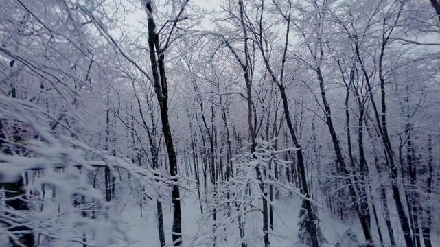 FPV drone maneuvers between icy tree branches in a snow-covered forest at Mont Pinacle, Quebec, on a grey day.