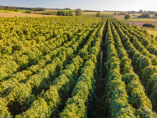 A flight above the Bavarian Hops fields before harvesting season start