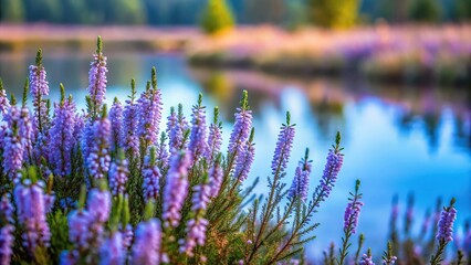 Obraz premium Flowers growing in a swamp with blue heather