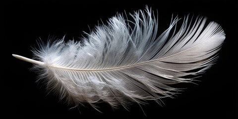 Obraz premium Fluffy white feather floating against black background