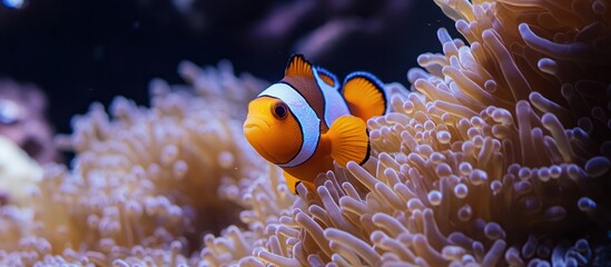 A vibrant orange and white clownfish swims amongst the tentacles of an anemone.