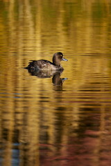 キンクロハジロ