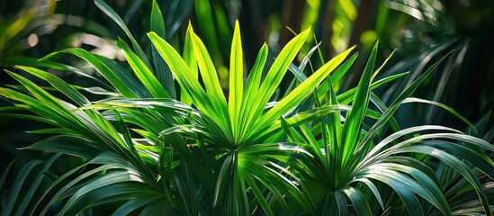 Fototapeta premium Lush foliage backdrop highlighting the vibrant green leaves of Pandanus tectorius.