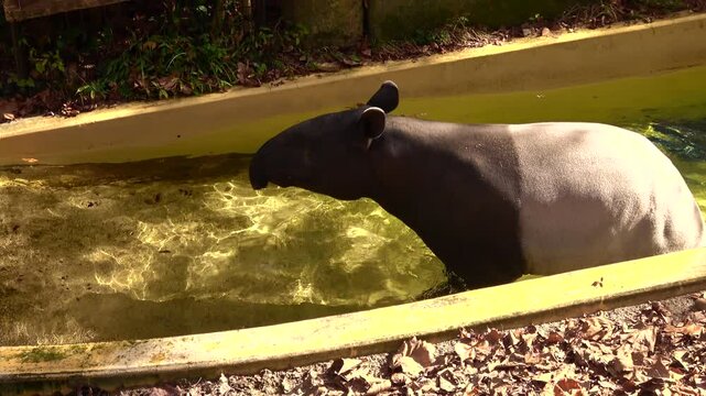 Malayan tapir, Tapirus indicus, Asian tapir, bathing and defecating in the water.  Animal toilet behavior. 4K