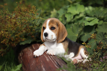 Cute little beagle puppy in nature