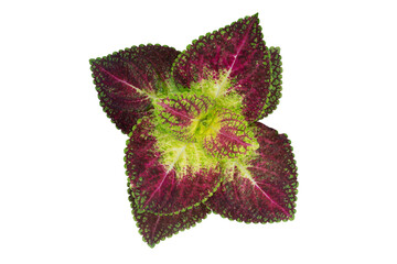 Top view of Coleus Forskohlii, Painted Nettle or Plectranthus scutellarioides is a Thai herb isolated on white background included clipping path.