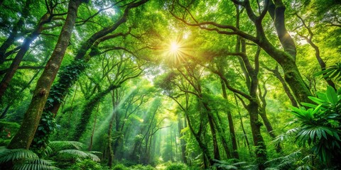 Fototapeta premium Sunlight Illuminates a Lush Canopy of Intertwined Trees, Casting Beams of Light Through the Dense Foliage