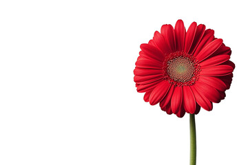 A vibrant red flower with bold petals standing elegantly against a white isolated background.