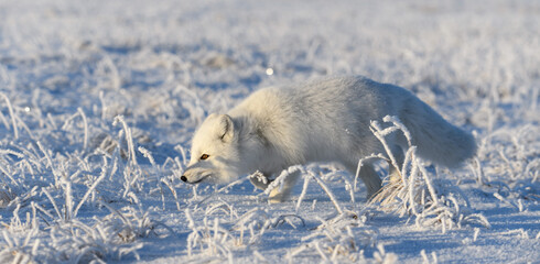 Wild arctic fox (Vulpes Lagopus) in tundra in winter time. White arctic fox.