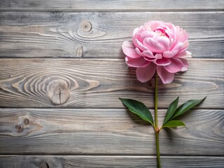 Elegant Grey Wooden Background with Soft Peony Flower for Stylish Designs and Floral Decor in Nature Inspired Settings