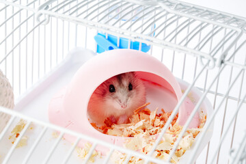 A curious hamster exploring its brightly colored habitat on a sunny afternoon