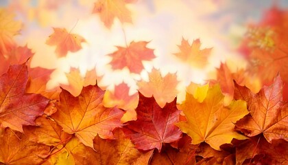 Fototapeta premium autumn maple leaves background