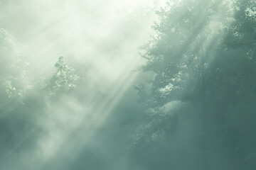 A forest with trees and sunlight shining through the leaves
