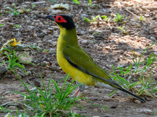 Australasian Figbird - Sphecotheres vieilloti in Australia