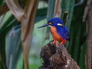 Azure Kingfisher - Ceyx azureus in Australia