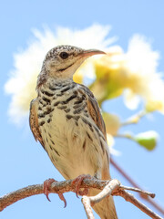 Bar-breasted Honeyeater - Ramsayornis fasciatus in Australia