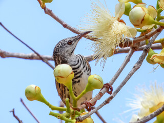 Bar-breasted Honeyeater - Ramsayornis fasciatus in Australia