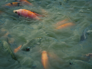 Lively scene of vibrant orange and white fish swimming in a pond. The fish cluster together, creating a mesmerizing display of movement and color in the swirling water. Perfect for aquatic themes.