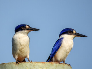 Forest Kingfisher - Todiramphus macleayii in Australia