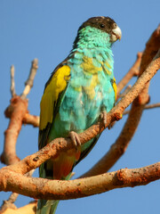 Hooded Parrot - Psephotellus dissimilis in Australia