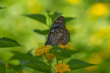 Beautiful butterfly in the garden 