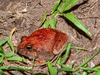 Platyplectrum ornatum : Ornate Burrowing Frog in Australia
