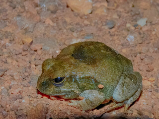 Platyplectrum ornatum : Ornate Burrowing Frog in Australia
