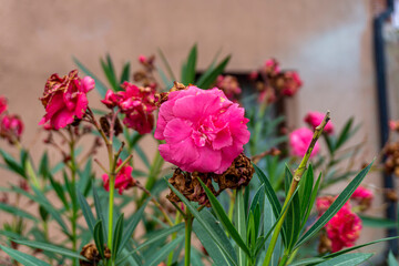 Pink flower on stems with long leaves. Faded flowers in the background. Thai Rosy Adenium,dianthus caryophyllus
